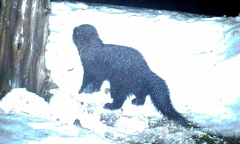 Fisher_030611_0452hrs.jpg - Fisher (Mustela pennanti)