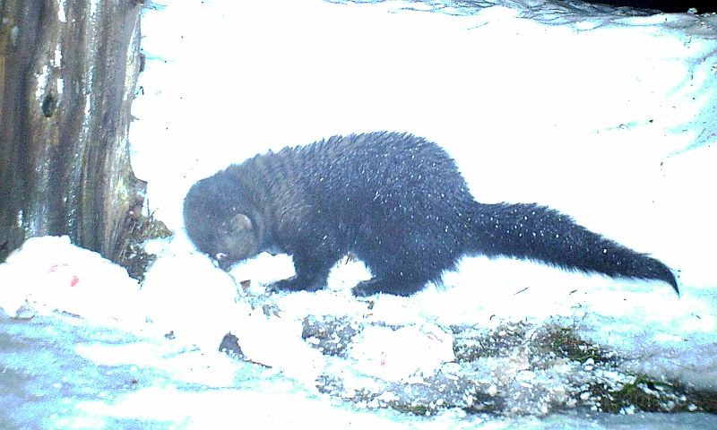 Fisher_030611_0453hrs.jpg - Fisher (Mustela pennanti)