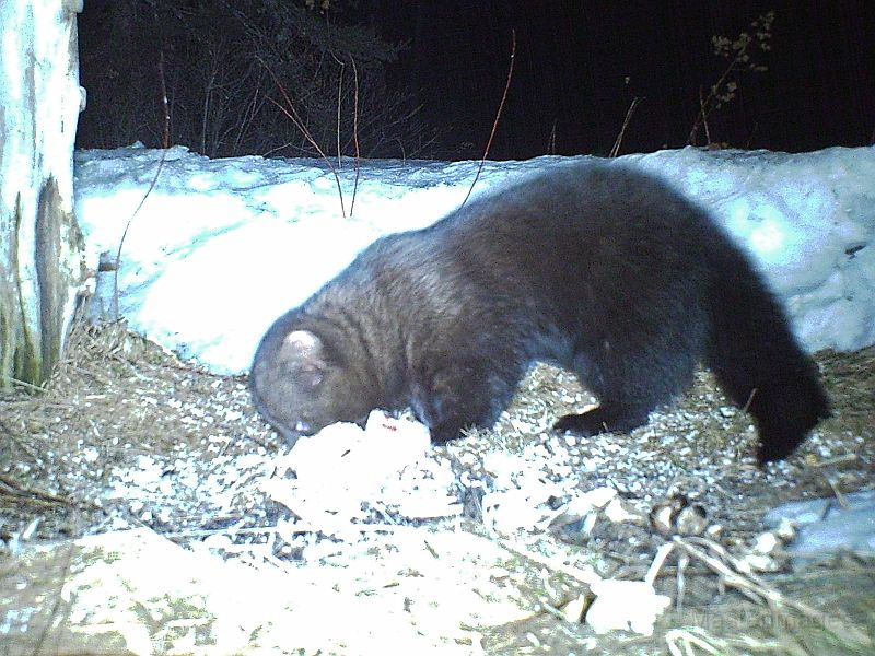 Fisher_031911_1846hrs.jpg - Fisher (Mustela pennanti)