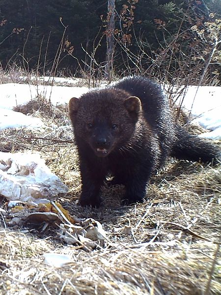 Fisher_041011_0840hrs.jpg - Fisher (Mustela pennanti)