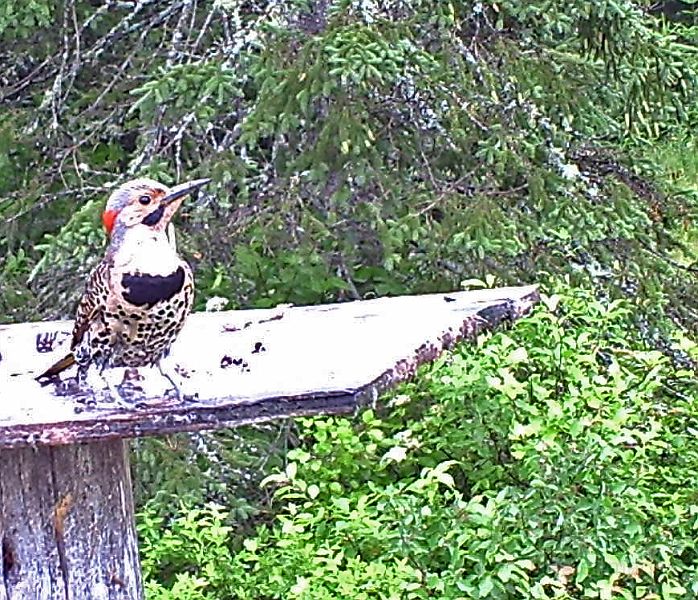 Flicker_062311.jpg - Northern Flicker