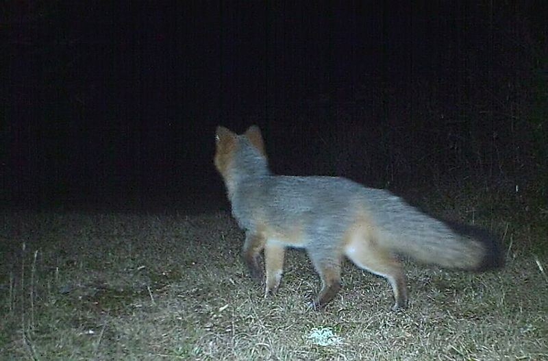 GrayFox_102511_2249hrs.jpg - Gray Fox (Urocyon cinereoargenteus)