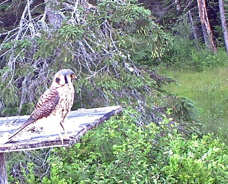 Kestrel_070311.jpg - American Kestrel