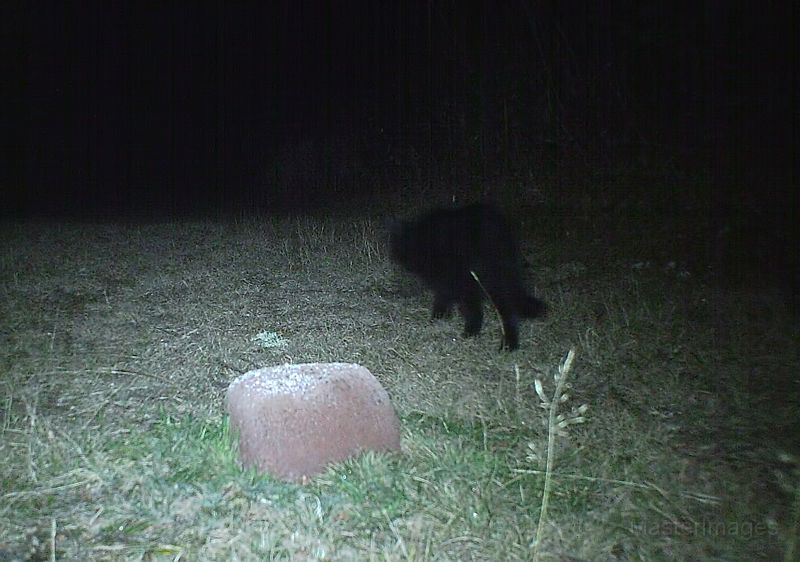 Mystery_melanistic_domestic_Cat_110511_0004hrs.jpg - Melanistic domestic cat (?)