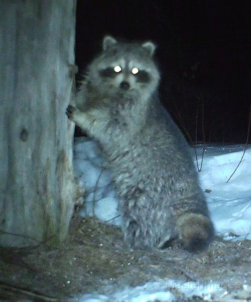 Raccoon_032711_0203hrs.JPG - Raccoon (Procyon lotor)