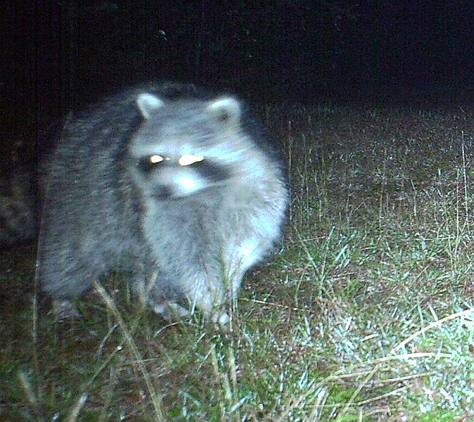 Raccoon_092311_0512hrs.jpg - Raccoon (Procyon lotor)