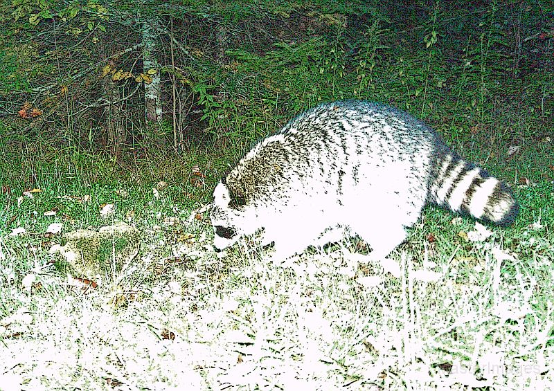 Raccoon_092511_0532hrs.jpg - Raccoon (Procyon lotor)