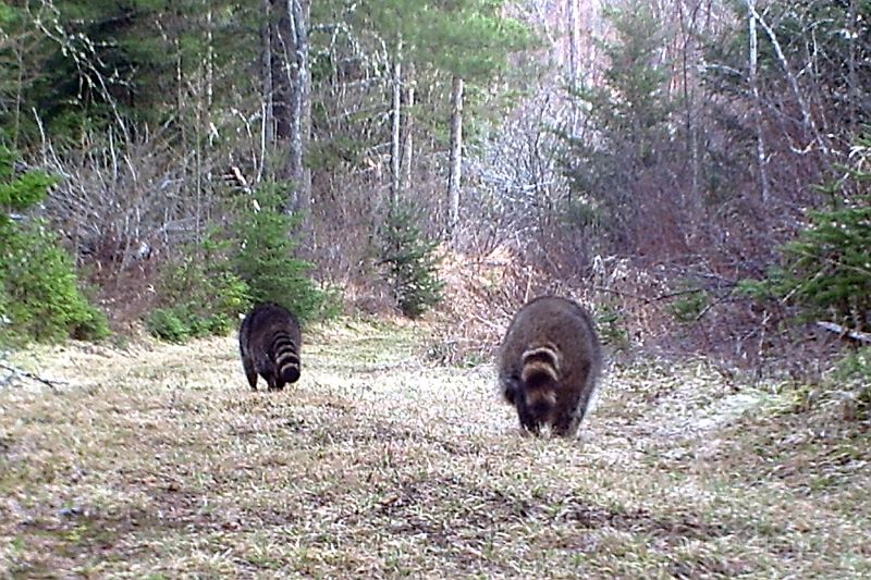 Raccoons_050711_0624hrs.jpg - Raccoon (Procyon lotor)