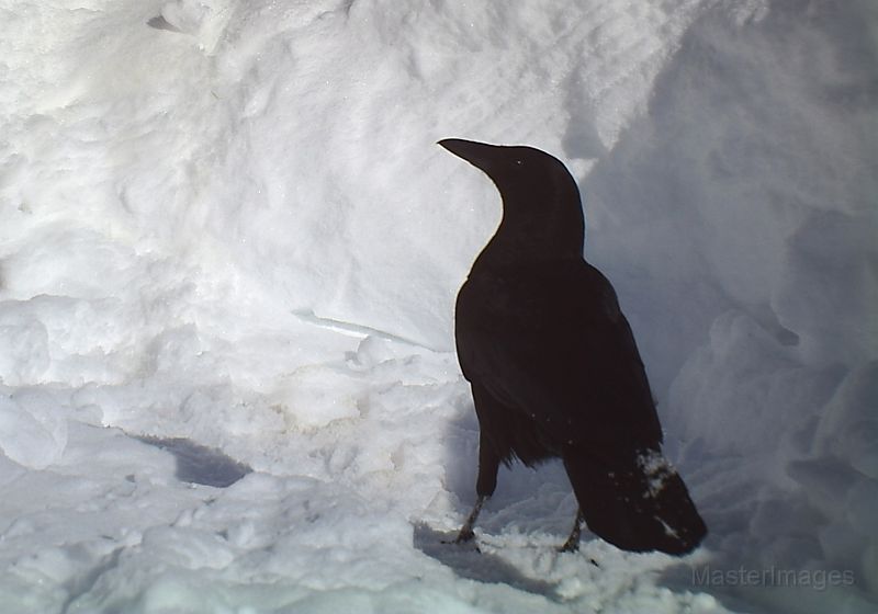 Raven_030811.jpg - Common Raven (Corvus corax)