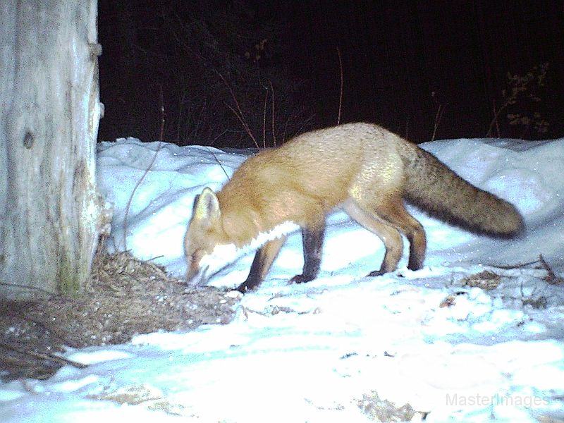 RedFox_032411_0323hrs.jpg - Red Fox (Vulpes vulpes)