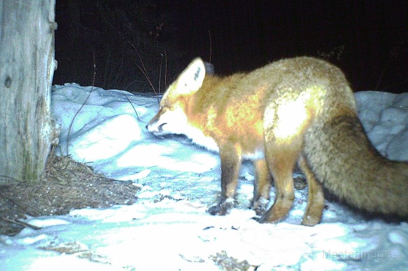 RedFox_032411_0408hrs.jpg - Red Fox (Vulpes vulpes)