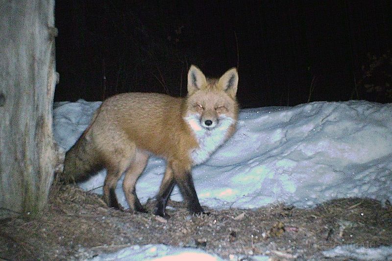 RedFox_032611_0349hrs.jpg - Red Fox (Vulpes vulpes)