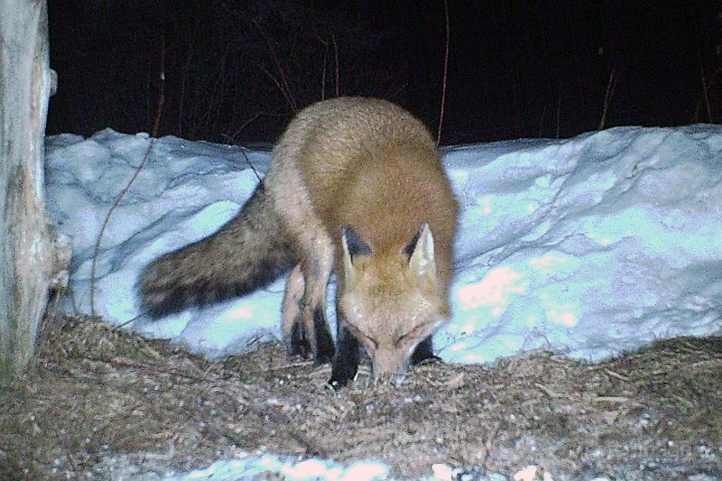 RedFox_032611_2007hrs.jpg - Red Fox (Vulpes vulpes)