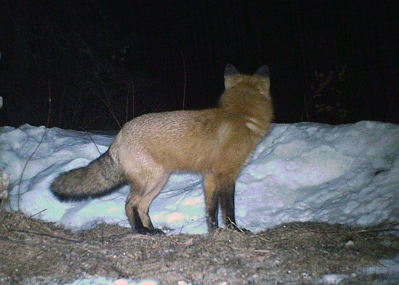 RedFox_032611_2217hrs.jpg - Red Fox (Vulpes vulpes)