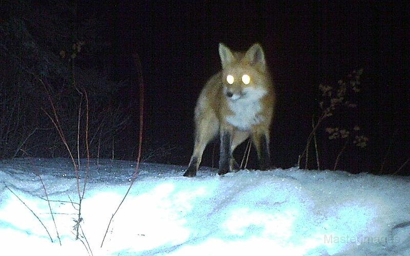 RedFox_033111_0458hrs.jpg - Red Fox (Vulpes vulpes)