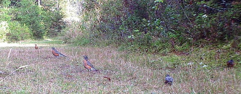 Robins_091211.jpg - American Robin