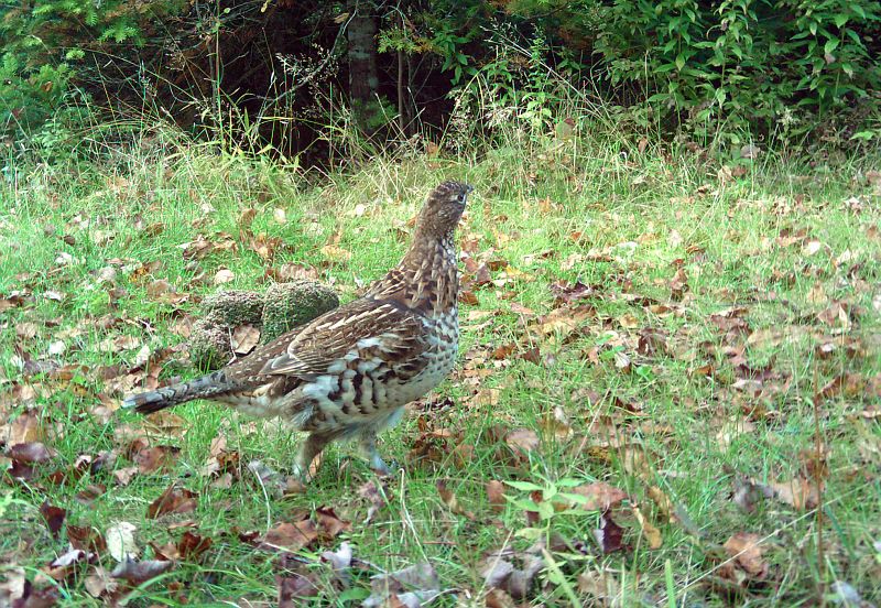 RuffedGrouse_092711_1640hrs.jpg - Ruffed Grouse