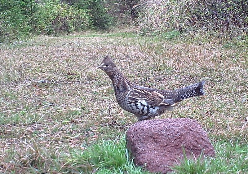 RuffedGrouse_100411_1029hrs.jpg - Ruffed Grouse