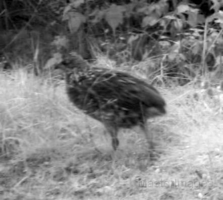 RuffedGrouse_chick_091511_0707hrs.jpg - Ruffed Grouse (chick)