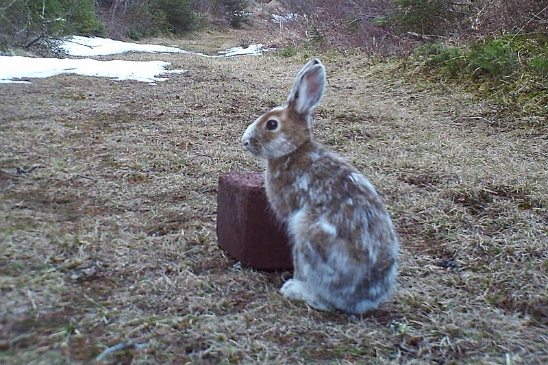 SnowshoeHare_042311_1934hrs.jpg - Snowshoe Hare (Lepus americanus)