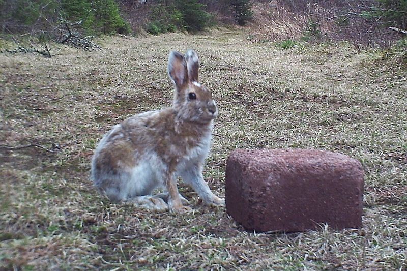 SnowshoeHare_050211_1855hrs.jpg - Snowshoe Hare (Lepus americanus)