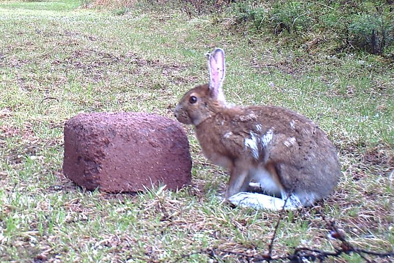 SnowshoeHare_051911_0915hrs.jpg - Snowshoe Hare (Lepus americanus)