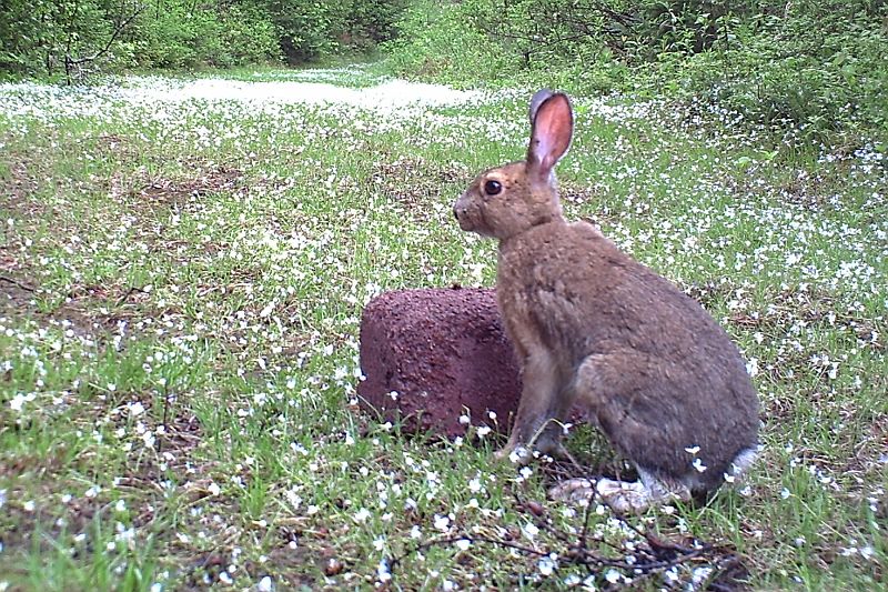 SnowshoeHare_052911_0833hrs.jpg - Snowshoe Hare (Lepus americanus)