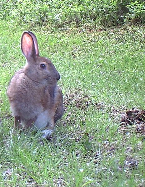 SnowshoeHare_061511_1938hrs.jpg - Snowshoe Hare (Lepus americanus)