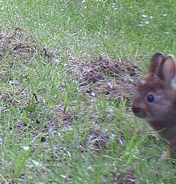 SnowshoeHare_061511_1939hrs.jpg - Snowshoe Hare (Lepus americanus)