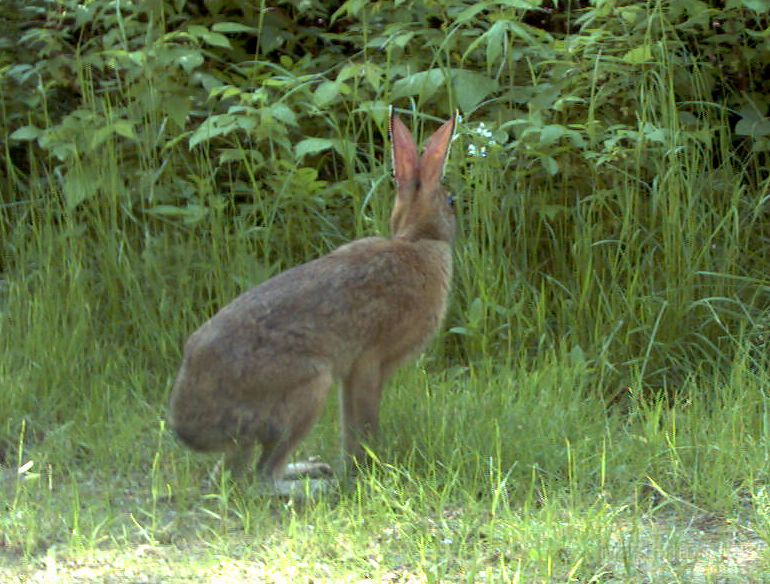 SnowshoeHare_062011_1626hrs.jpg - Snowshoe Hare (Lepus americanus)