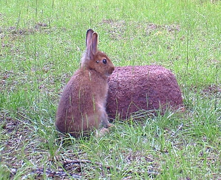 SnowshoeHare_070811_1758hrs.jpg - Snowshoe Hare (Lepus americanus)