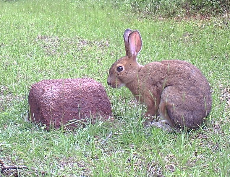 SnowshoeHare_070811_1841hrs.jpg - Snowshoe Hare (Lepus americanus)