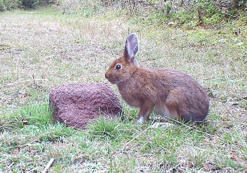 SnowshoeHare_092411_1547hrs.jpg - Snowshoe Hare (Lepus americanus)