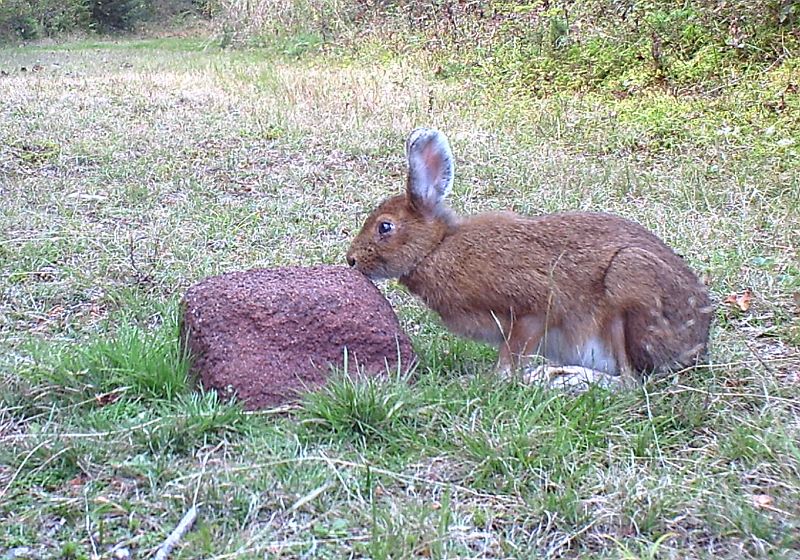 SnowshoeHare_092711_1715hrs.jpg - Snowshoe Hare (Lepus americanus)