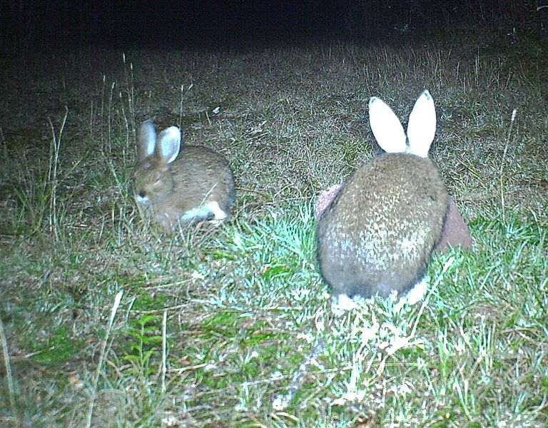 SnowshoeHare_101011_0109hrs.jpg - Snowshoe Hare (Lepus americanus)