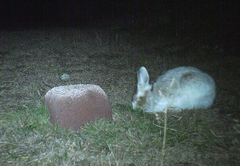 SnowshoeHare_111811_0315hrs.jpg - Snowshoe Hare (Lepus americanus)