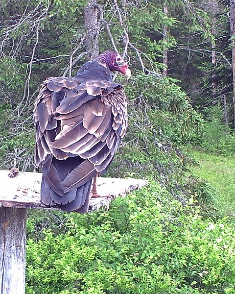 TurkeyVulture_061111.jpg - Turkey Vulture