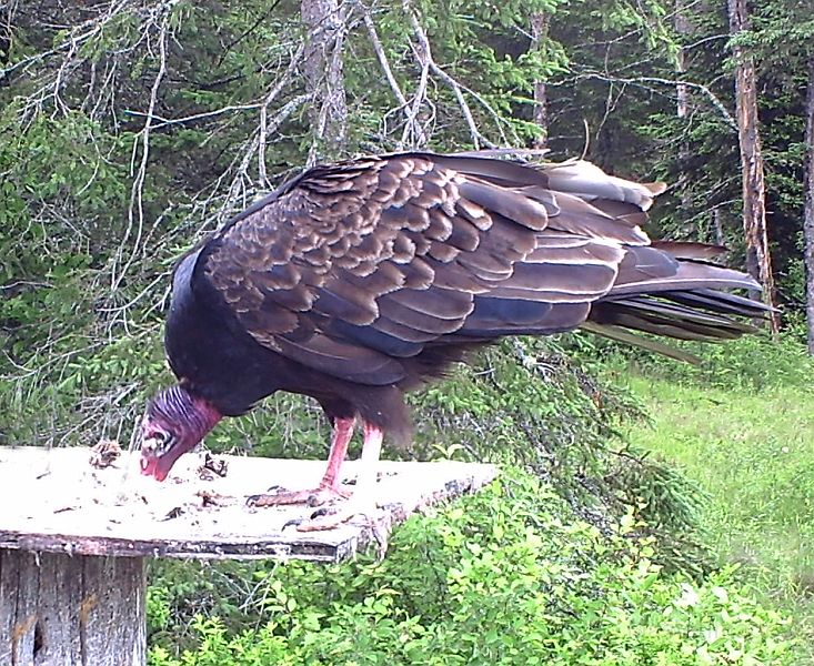 TurkeyVulture_061111d.jpg - Turkey Vulture