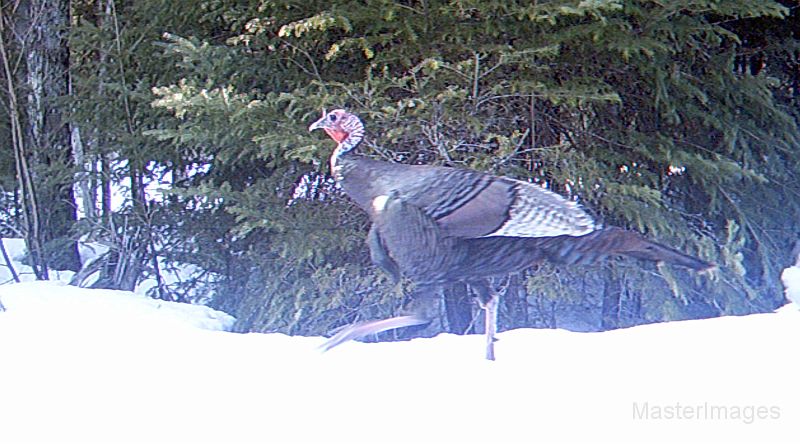 Turkey_033011_1759hrs.jpg - Wild Turkey (Meleagris gallopavo)