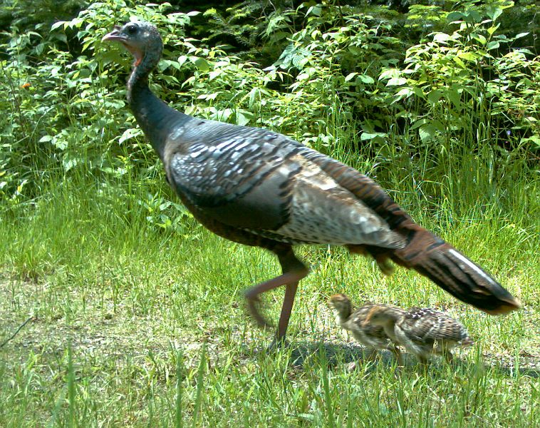 Turkey_062111_1211hrs.jpg - Wild Turkey (Meleagris gallopavo)