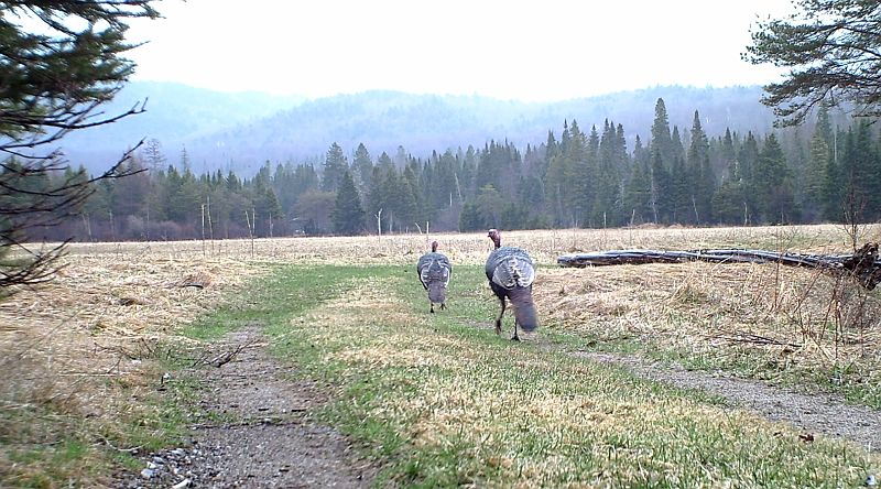 Turkeys_042511_1721hrs.jpg - Wild Turkey (Meleagris gallopavo) 