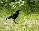 Crow_062011