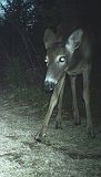 Deer_042811_2025hrs