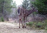 Deer_042911_0759hrs