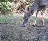 Deer_051311_0738hrs