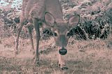 Deer_051711_0841hrs