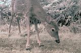 Deer_051711_0842hrs