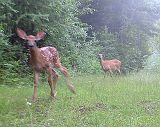 Deer_071311_0718hrs