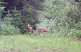 Deer_071411_0835hrs