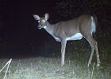 Deer_091411_2255hrs